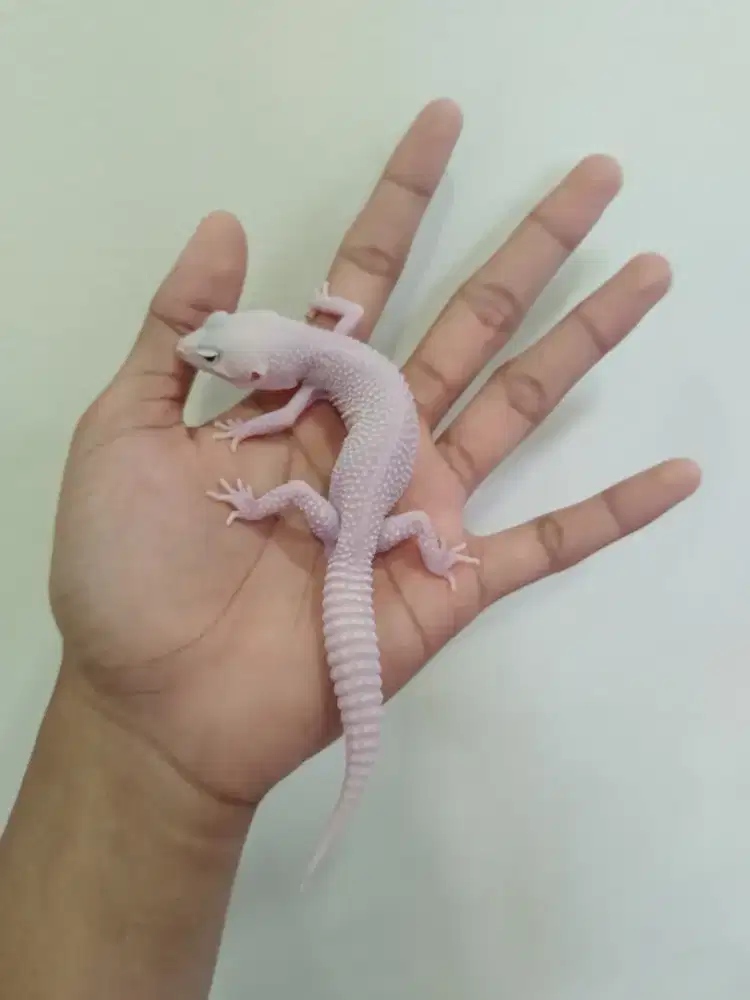 Gecko MSDB putih mata merah