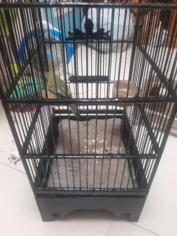 Jual burung cipew ketrekan gacor