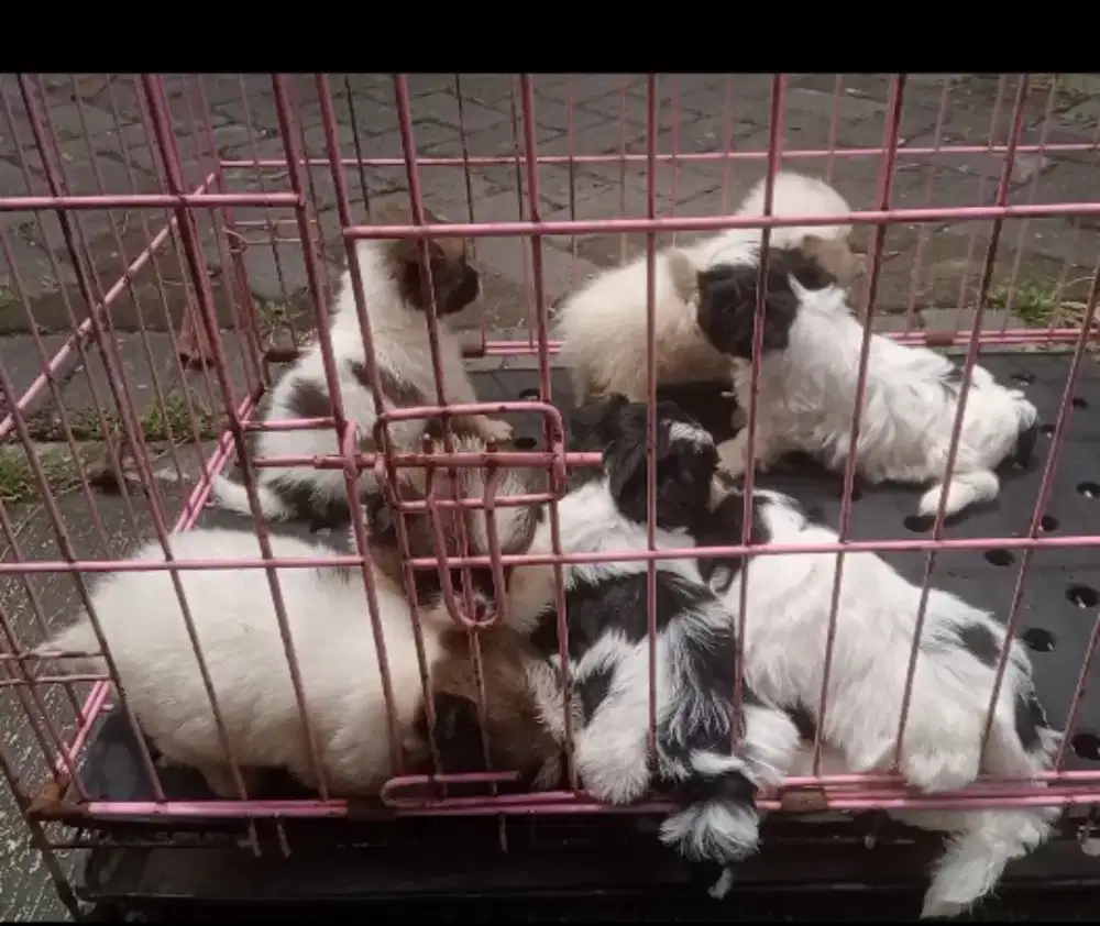 Anjing shihtzu x pom shitzu x maltese