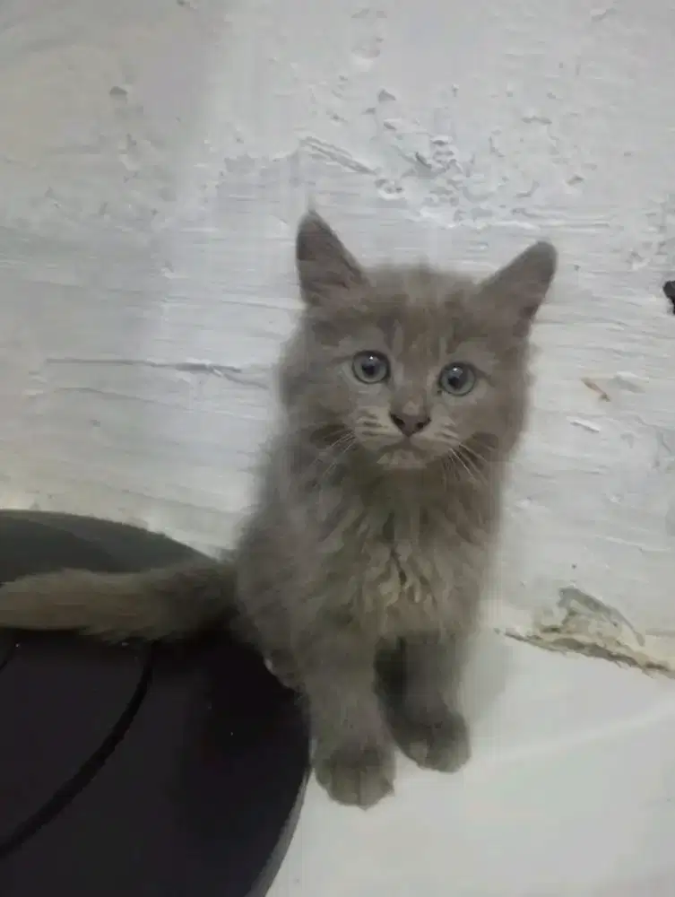 Kitten persia Abu solid jantan