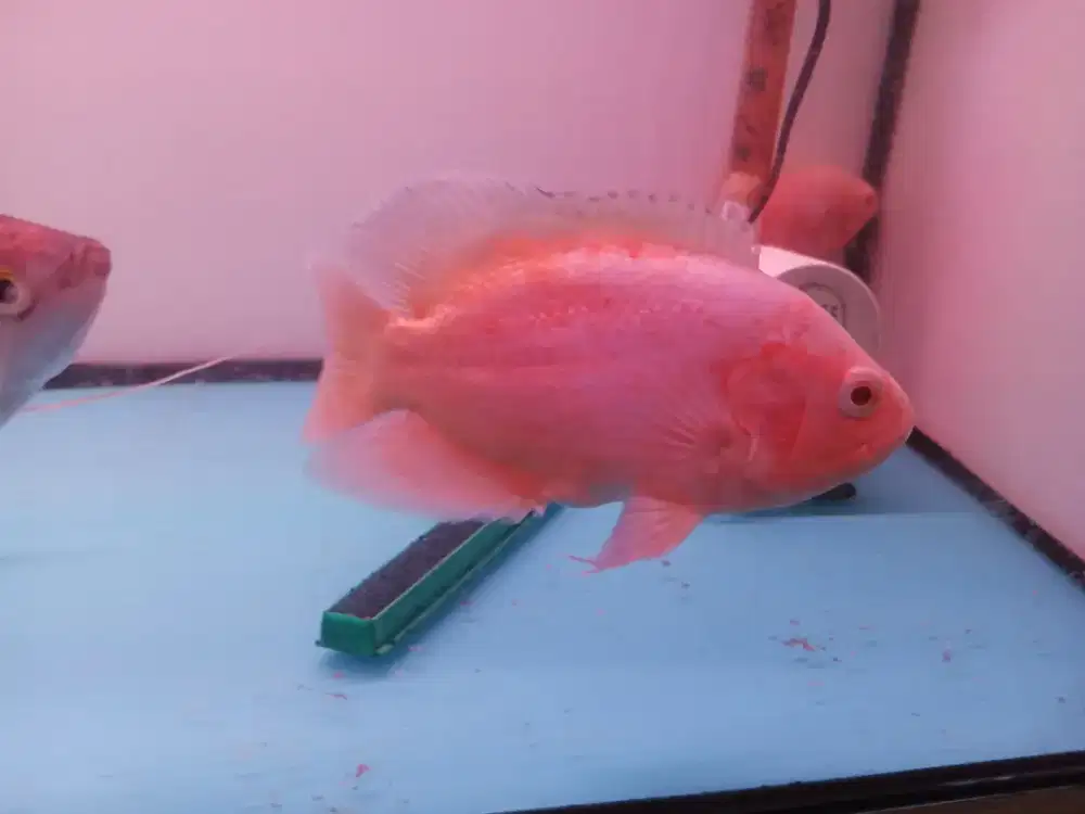 Ikan Oscar red paris