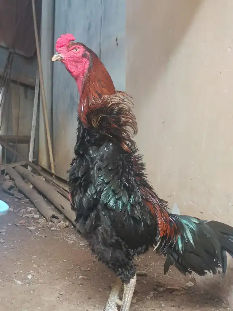 Shamo eropa line zuther