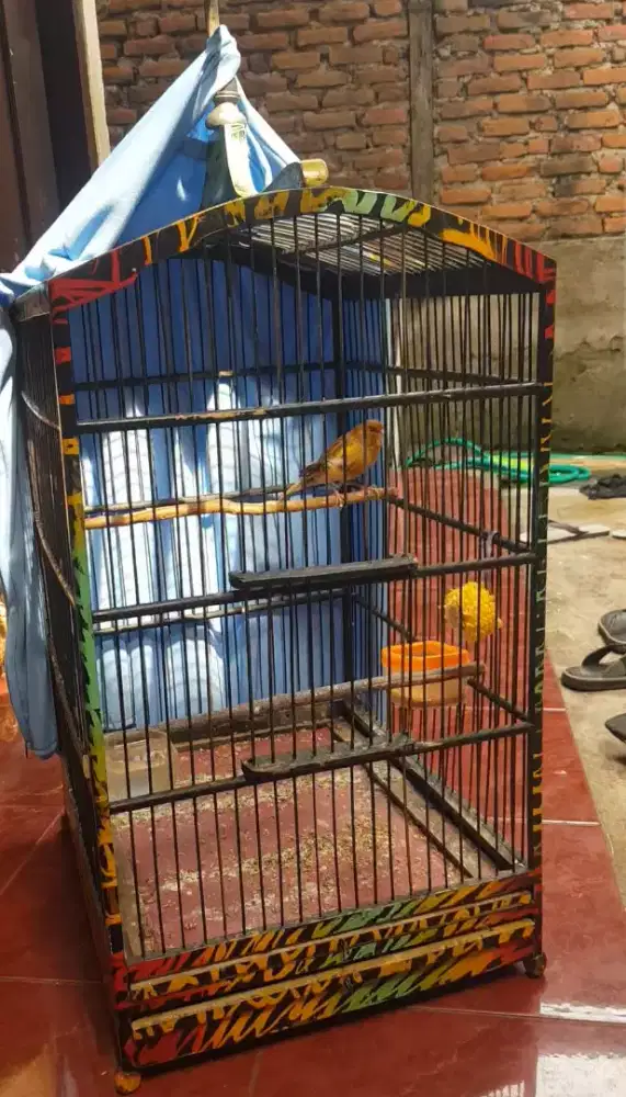 Jantan AF bekas pejantan kondisi nyulam  fulset