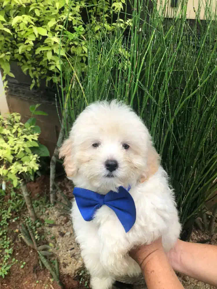 Maltipo male dob 20/11/25 no kutu d no jamur obat cacing d vit rutin