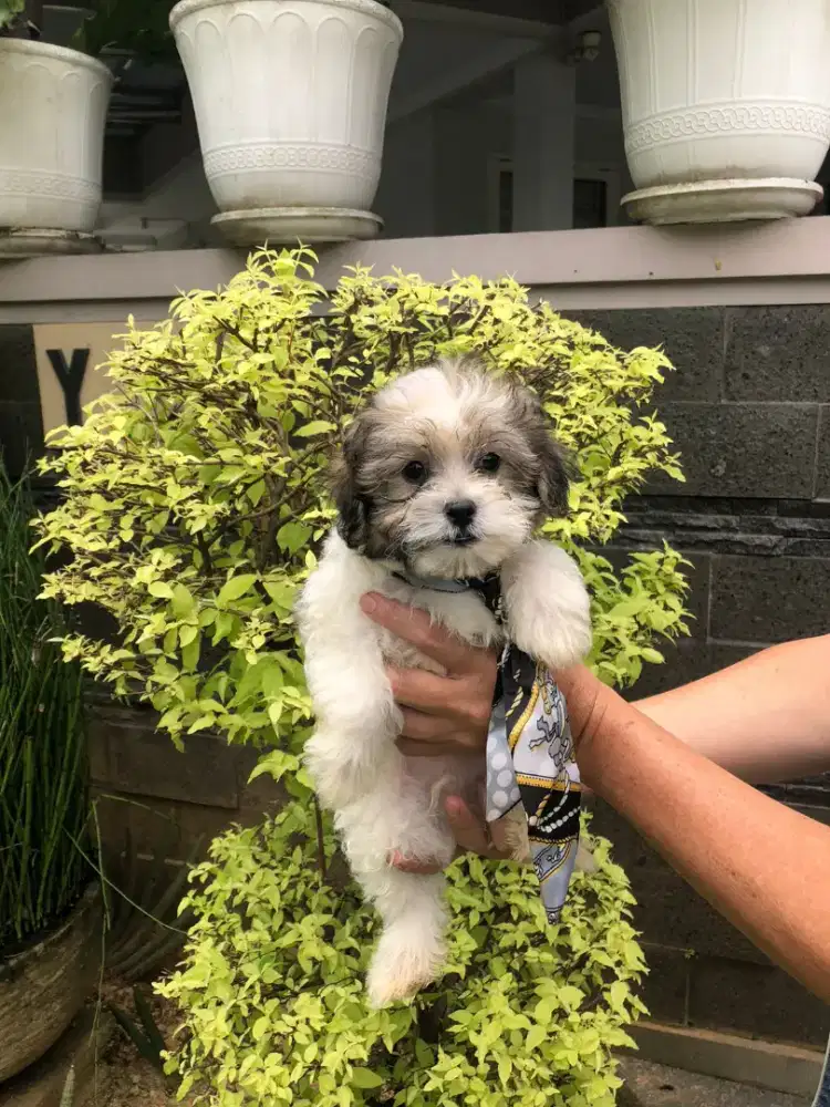 Maltipo party colour male sehat no kutu no jamur obat cacing kosongan