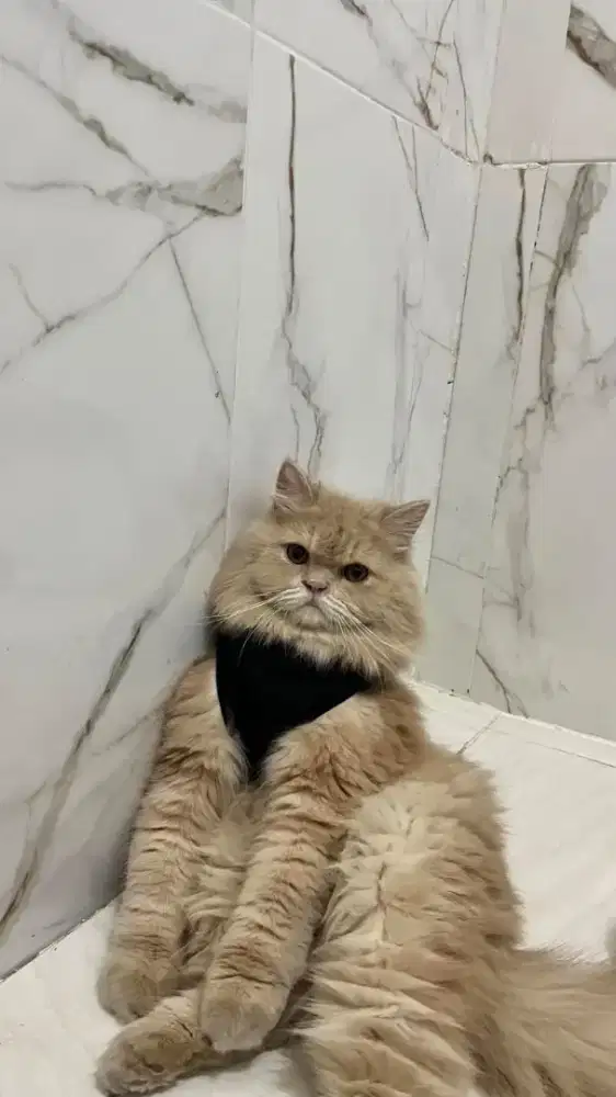 Kucing mainan Hidung Pesek Orang