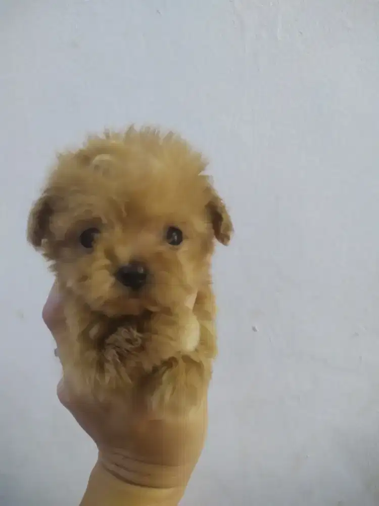 Maltipo betina teacup