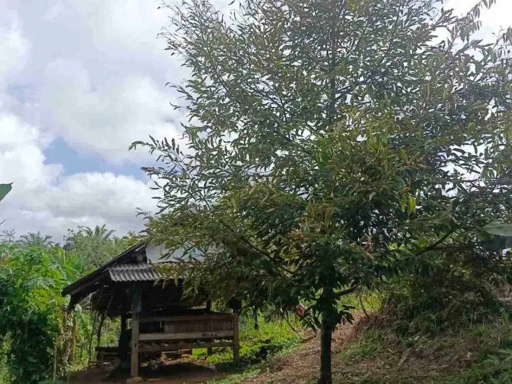 JUAL CEPAT MURAH LAHAN KEBUN DURIAN MUSANG KING SUDAH SHM DI LEBAK BANTEN