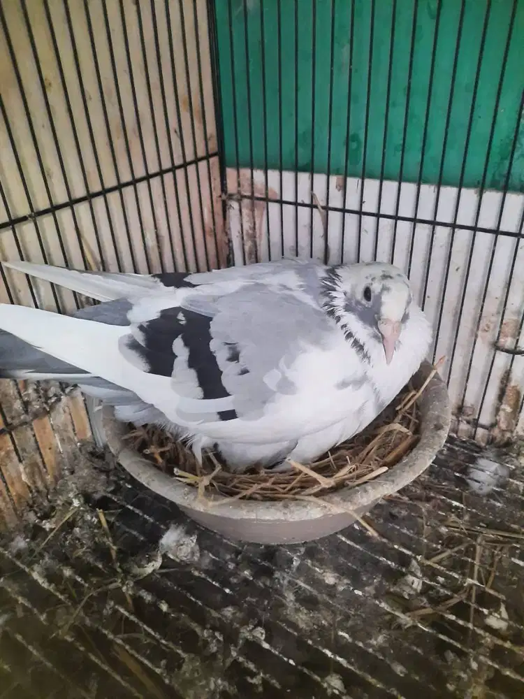 Merpati Pos Blantong Jantan