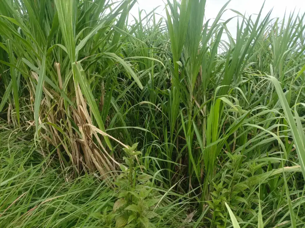 Jual rumput kolonjono pakan ternak