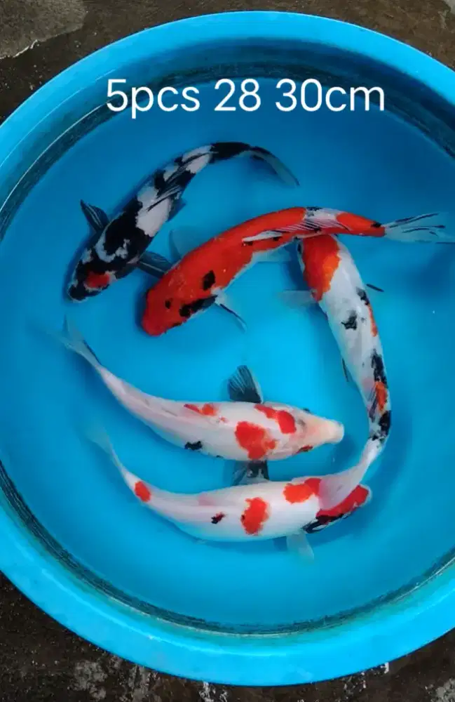 Paket koi 5pcs 28 30cm