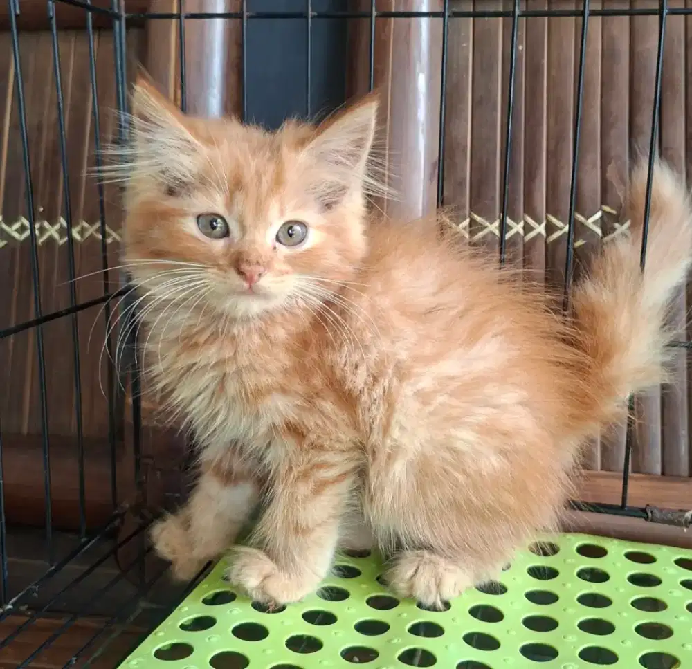kitten persia jantan/kucing persia jantan/ kucing anggora jantan