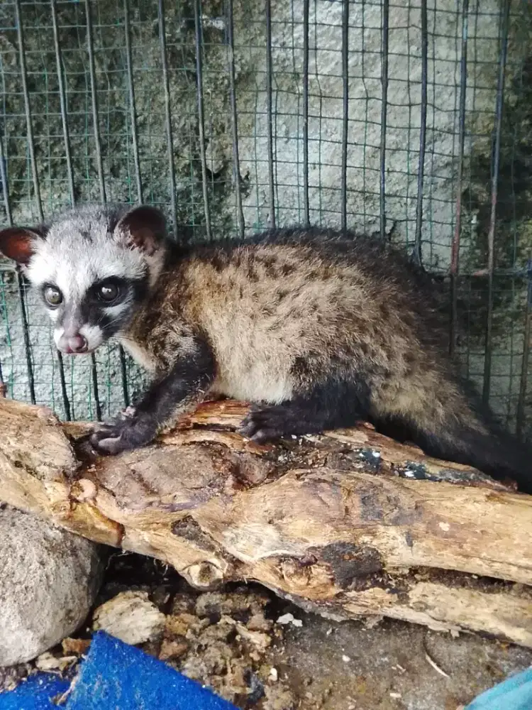 Musang anak jinak