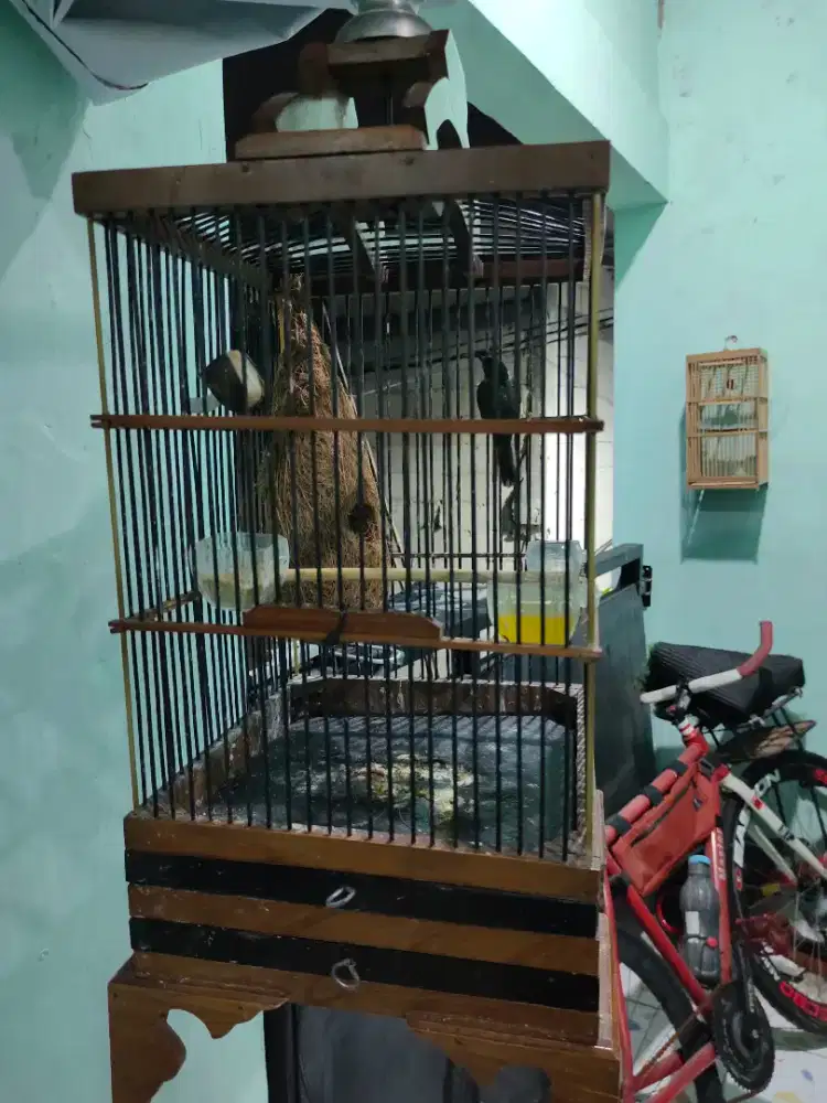 Burung Kolibri Wulung ( Kowul )