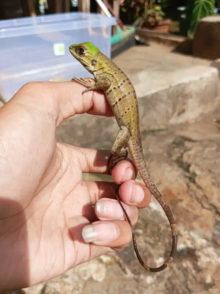 CTENOSAURA SIMILIS / SIMILIS IGUANA