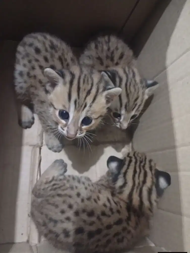 Kitten usia di bawah 2 bln