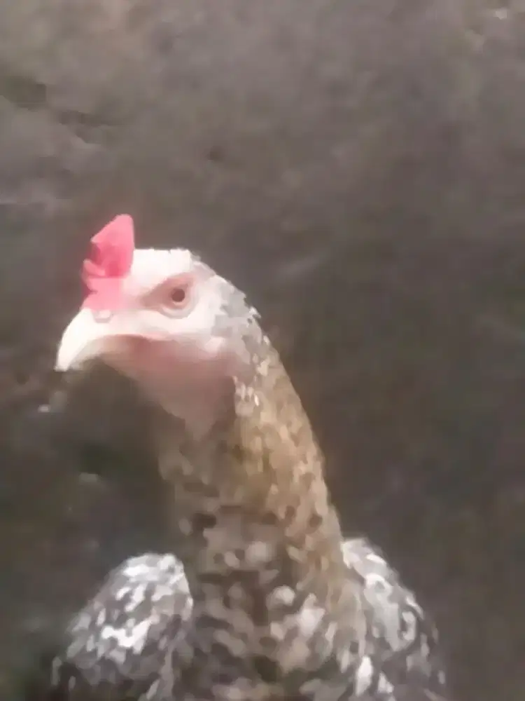 Ayam Jago Birma Jali