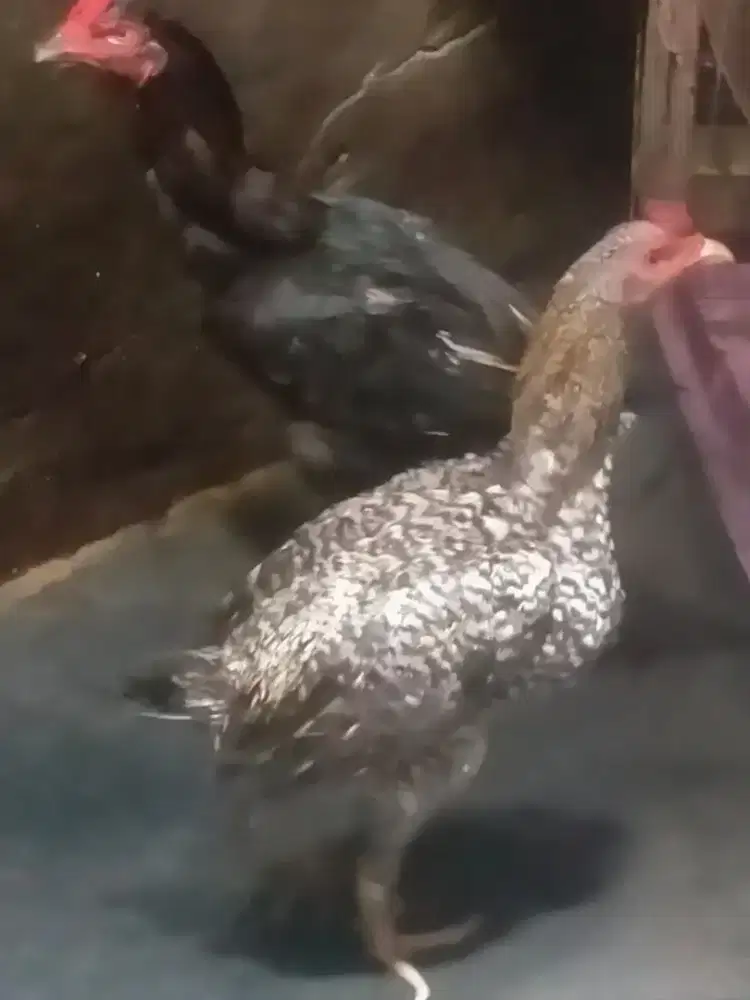 Ayam Jago Birma Jali