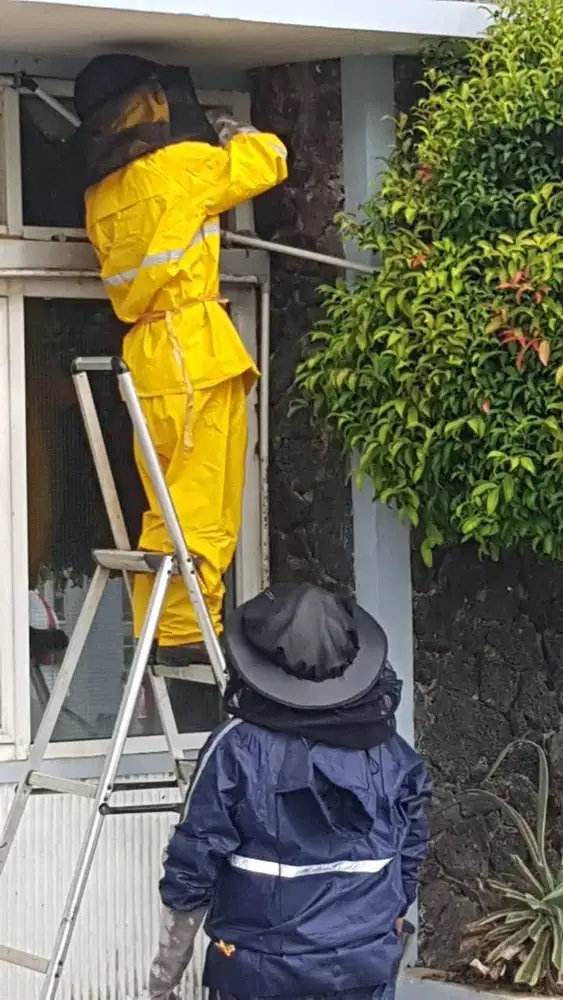 Pengusir Tawon dan Lebah Balikpapan