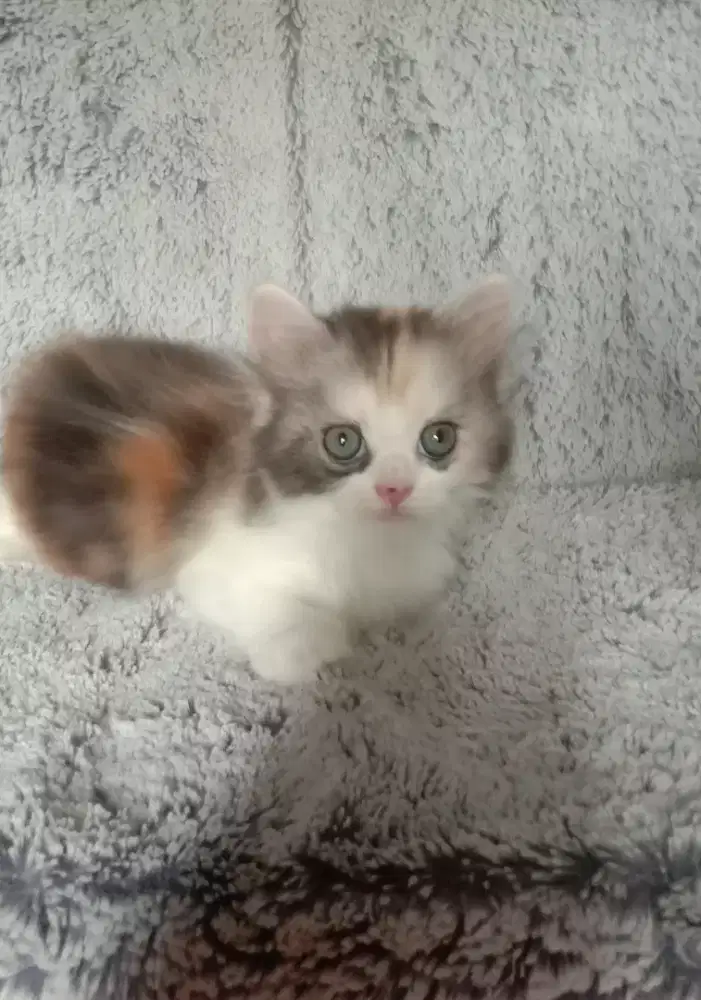 Kucing Kitten Scottish Straight NS