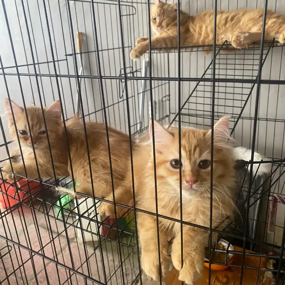 Anak Kucing Persia Medium Hair Orange