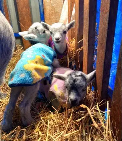 sepasang kambing pygmi asli ori 4 bln TB 30cm-an exotik langka rawatan