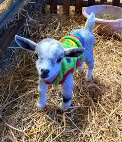 sepasang kambing pygmi asli ori 4 bln TB 30cm-an exotik langka rawatan