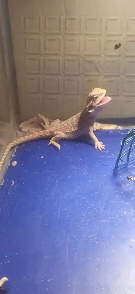 Bearded dragon baby up