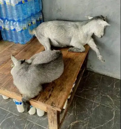 sepasang kambing mini pygmi asli ori 4 bulanan exotik unik TB 30cm-an