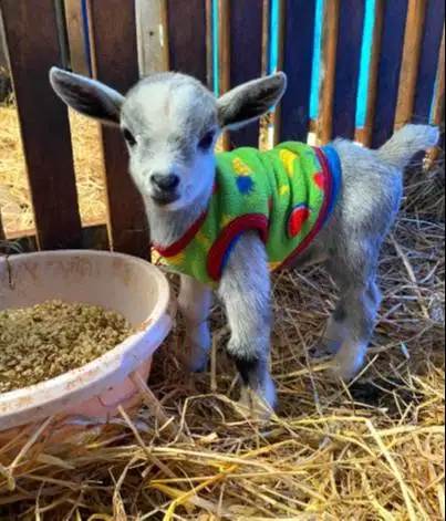 sepasang kambing mini pygmi asli ori 4 bulanan exotik unik TB 30cm-an