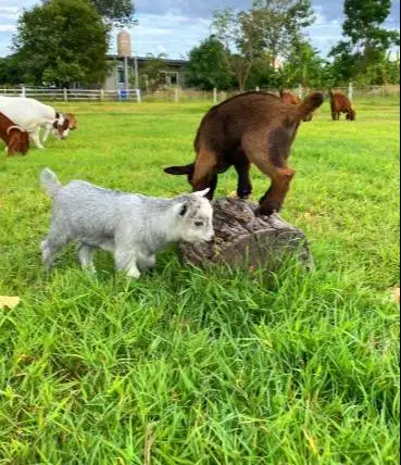 sepasang kambing mini pygmi asli ori 4 bulanan exotik unik TB 30cm-an