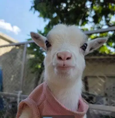 sepasang kambing mini pygmi 4 bulanan TB 30cm-an exotik unik langka ok