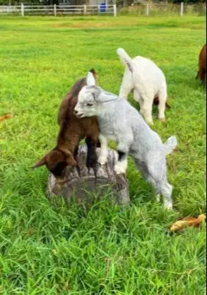 sepasang kambing mini pygmi 4 bulanan TB 30cm-an exotik unik langka ok