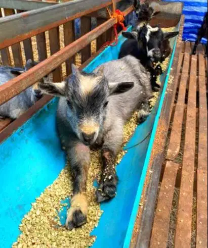 sepasang kambing pygmi mini kerdil 4 bulanan TB 30cm-an exotik unik ok