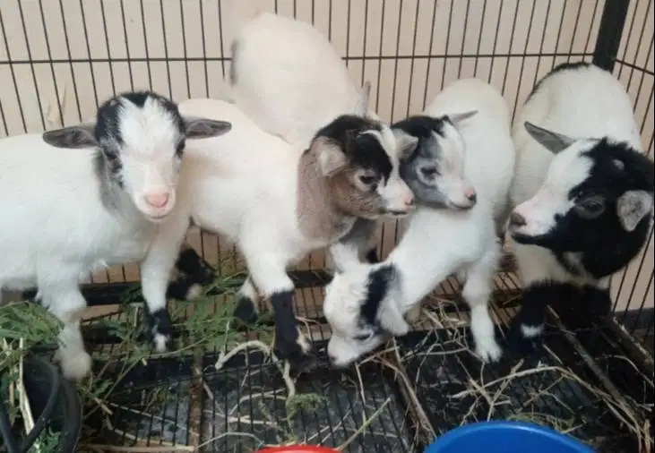 sepasang kambing pygmi mini kerdil 4 bulanan TB 30cm-an exotik unik ok