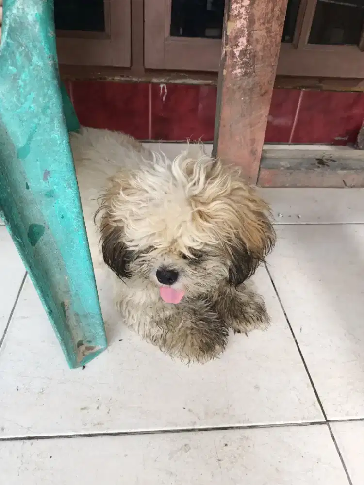 Di jua anjing shih tzu