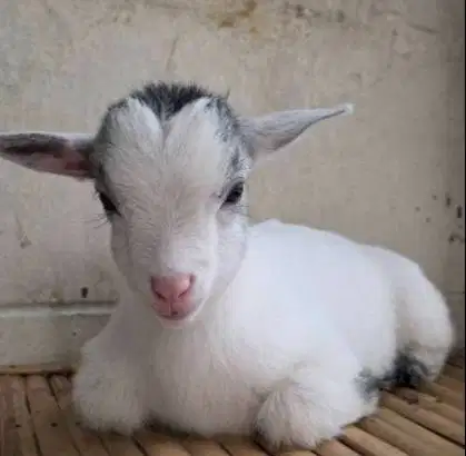 sepasang kambing mini pygmi 4 bulanan asli ori TB 30cm-an exotik unik