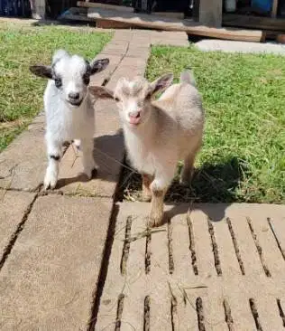 sepasang kambing mini pygmi 4 bulanan asli ori TB 30cm-an exotik unik