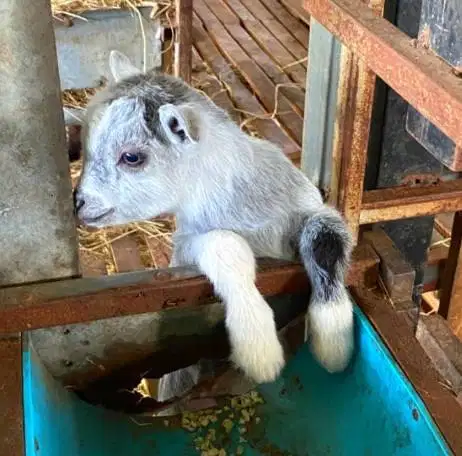 sepasang kambing mini pygmi 4 bulanan asli ori TB 30cm-an exotik unik