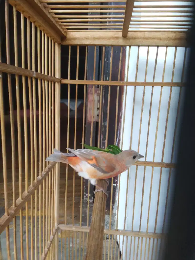 Burung Red Siskin DD Betina Siapan