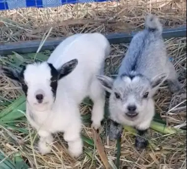 sepasang kambing mini pygmi 4 bulanan TB 30cm-an kerdil exotik rawatan