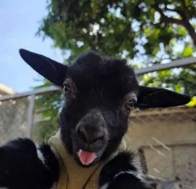 sepasang kambing mini pygmi 4 bulanan TB 30cm-an kerdil exotik rawatan