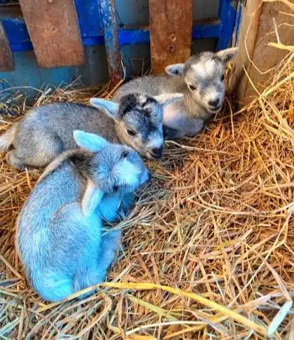 sepasang kambing mini pygmi 4 bulanan TB 30cm-an kerdil exotik rawatan