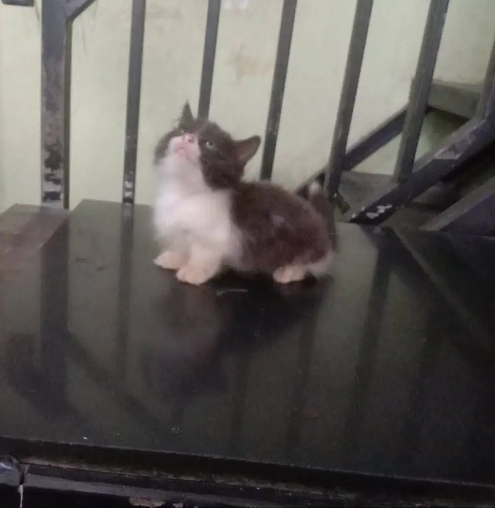 Kucing Kitten Munchkin