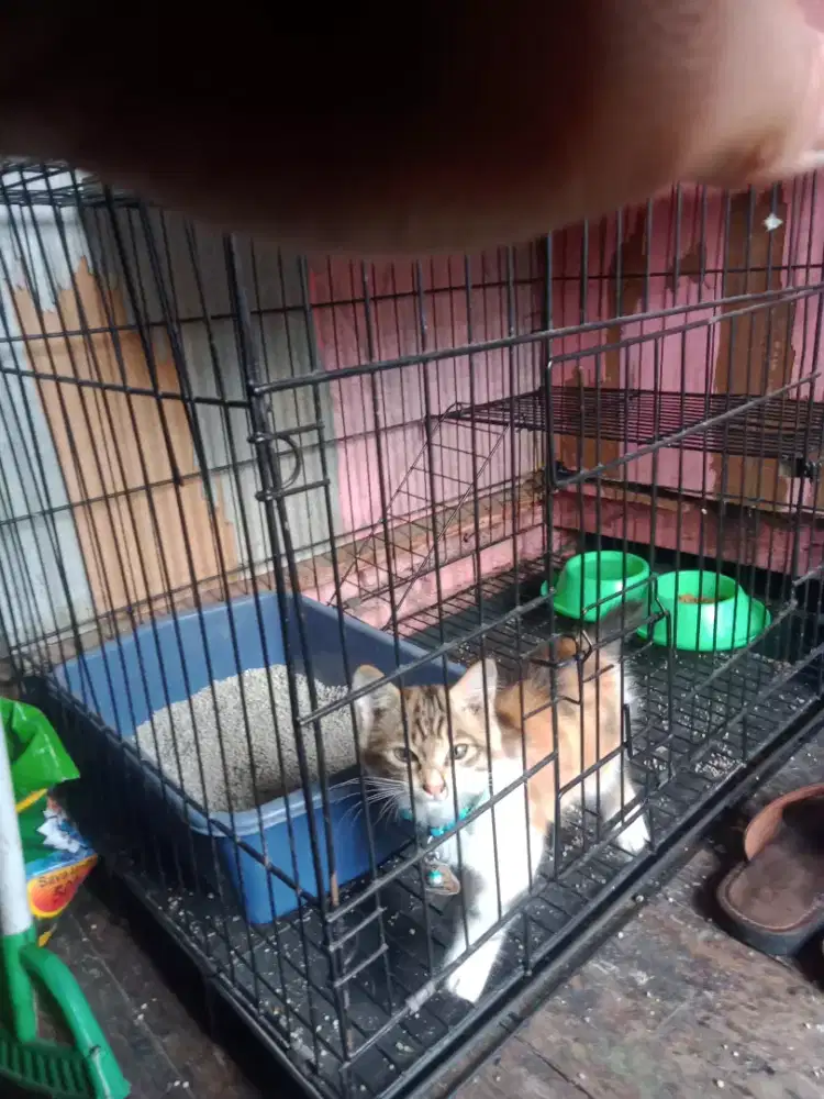 Kurungan besar layak