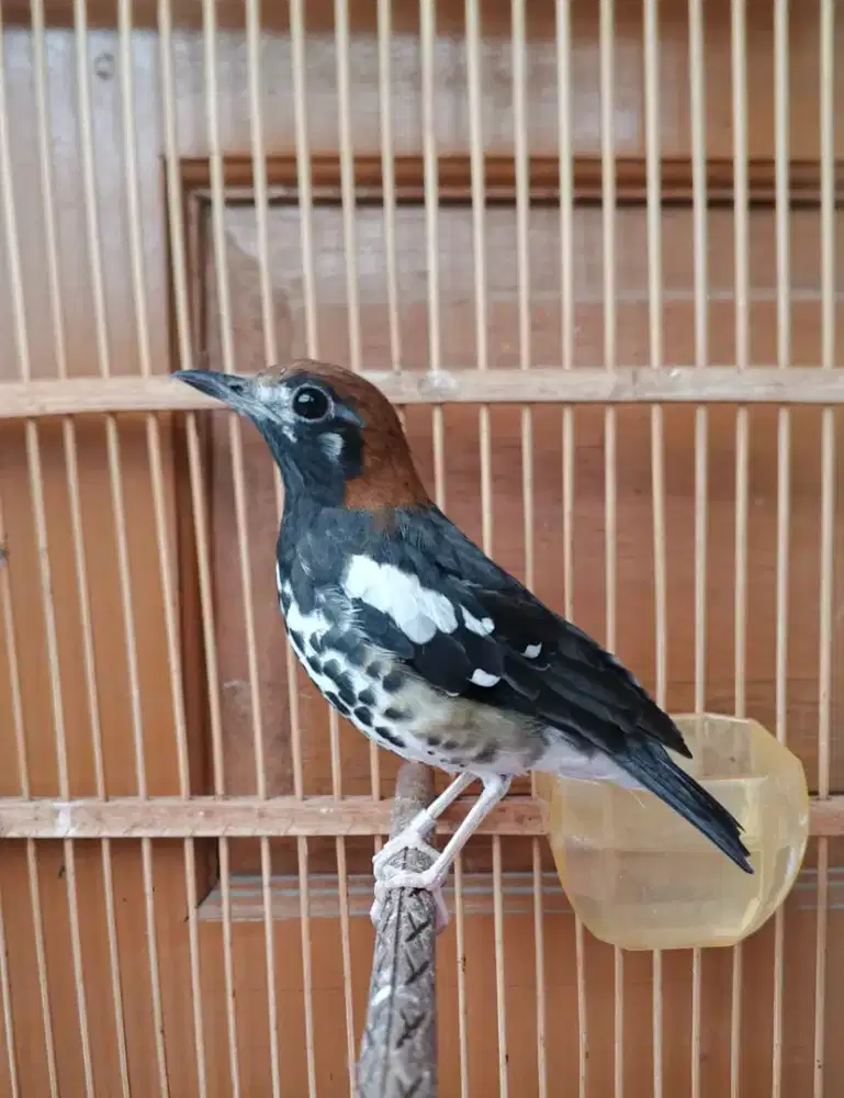 Anis kembang ring malang