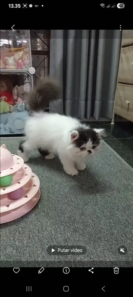Persia peaknose longhair NS Jantan 4bln