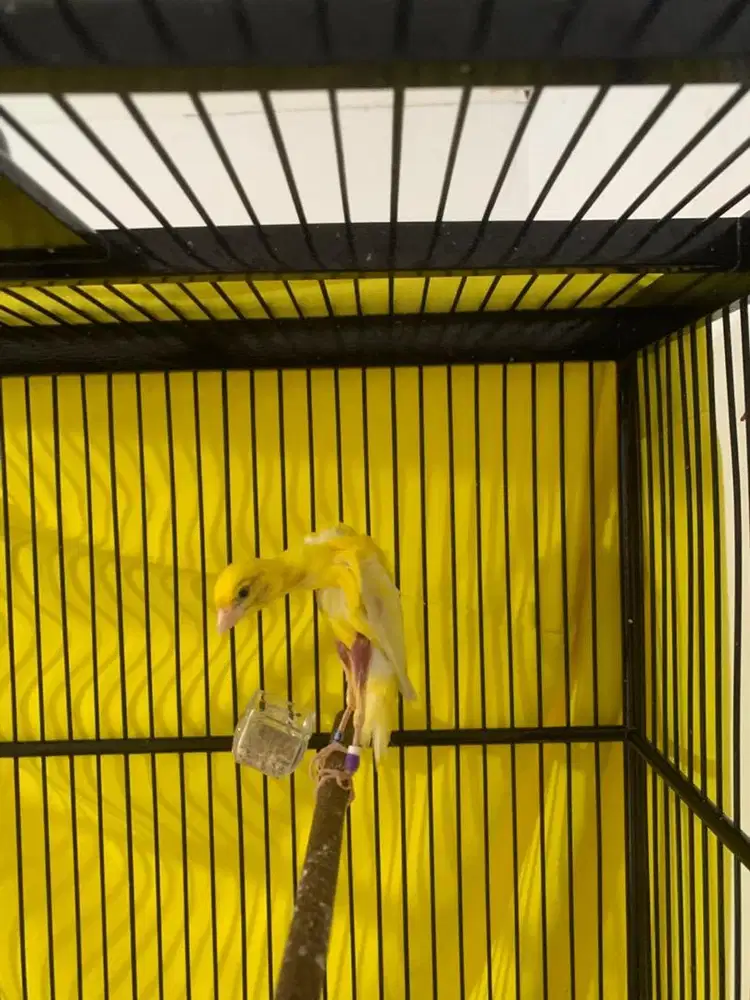 Kenari Giboso Jantan