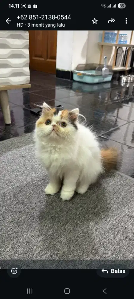 Kucing persia peaknose longhair betina 4 bln NS