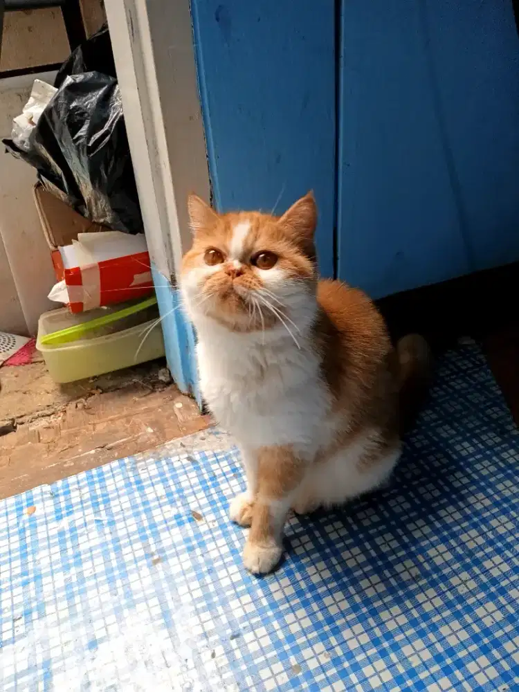 Exotic platnose indukan